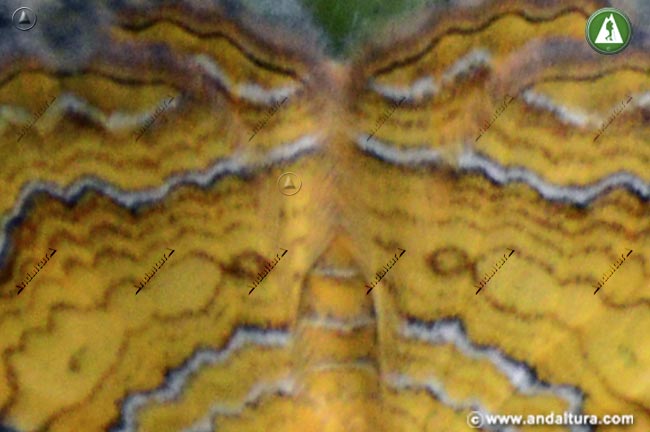 Concha amarilla - detalle alas