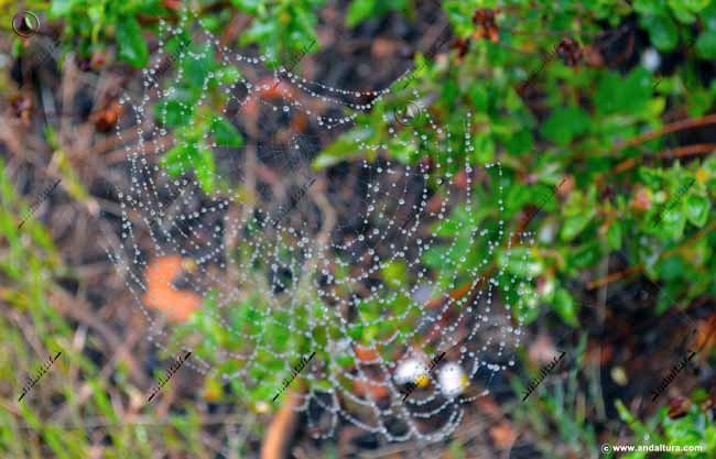 Gotas de agua en tela de araña - Fauna de Andalucía