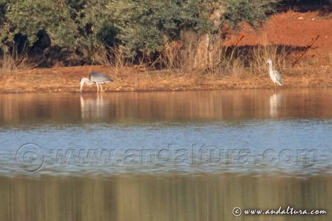 Fauna de la Reserva Natural Laguna de la Ratosa - Garzas reales -