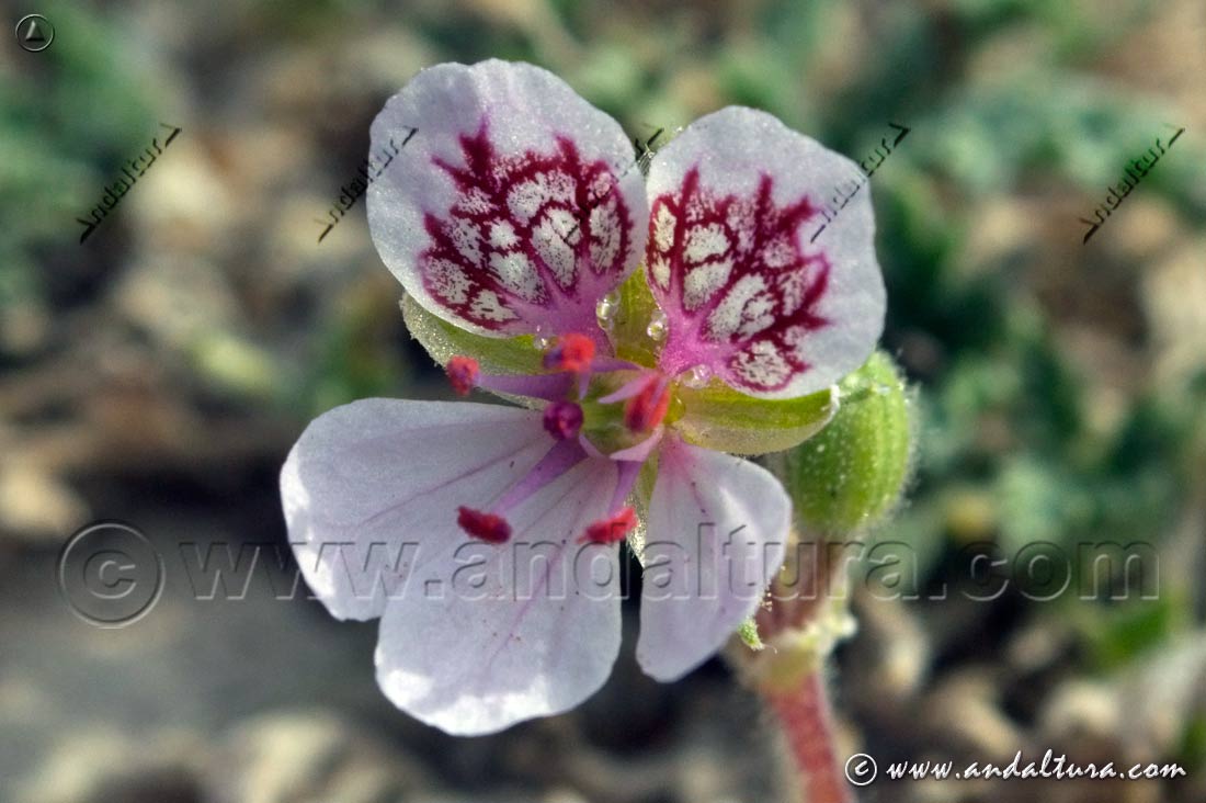 Flora en el Parque Natural Sierra de Castril - Erodium cazorlanum -