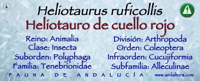 Taxonomía Heliotaurus ruficollis - Heliotauro de cuello rojo