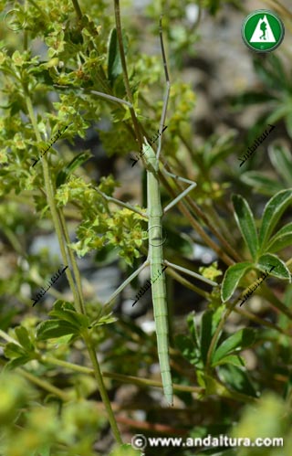 Leptynia hispanica - Insecto palo en alchemill fontqueri