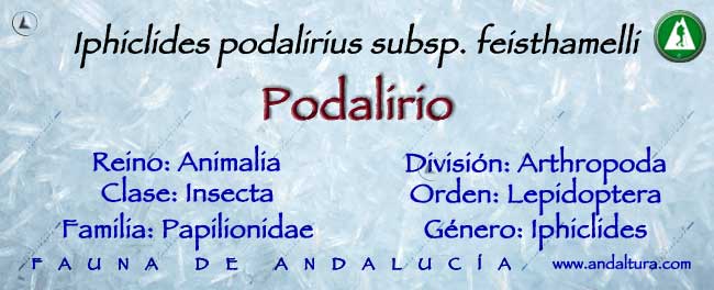 Taxonomía Iphiclides podalirius subsp feisthamelli - Podalirio