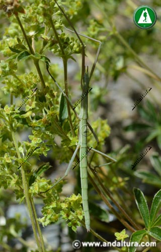 Leptynia hispanica - Insecto palo