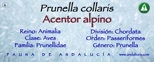 Taxonomía Prunella collaris - Acentor alpino