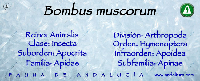 Taxonomía Bombus muscorum