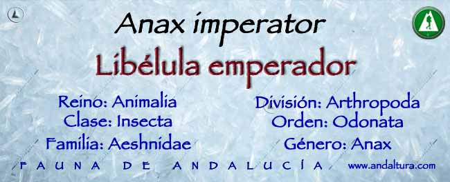 Taxonomía Anax imperator - Libélula emperador