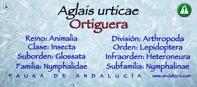 Taxonomía Aglais urticae - Ortiguera
