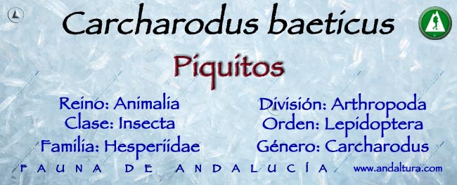 Taxonomía Carcharodus baeticus - Piquitos