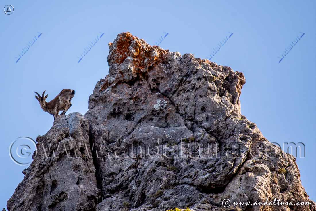 Cabra montés - Capra pyrenaica - Rutas de Senderismo por Sierra Nevada