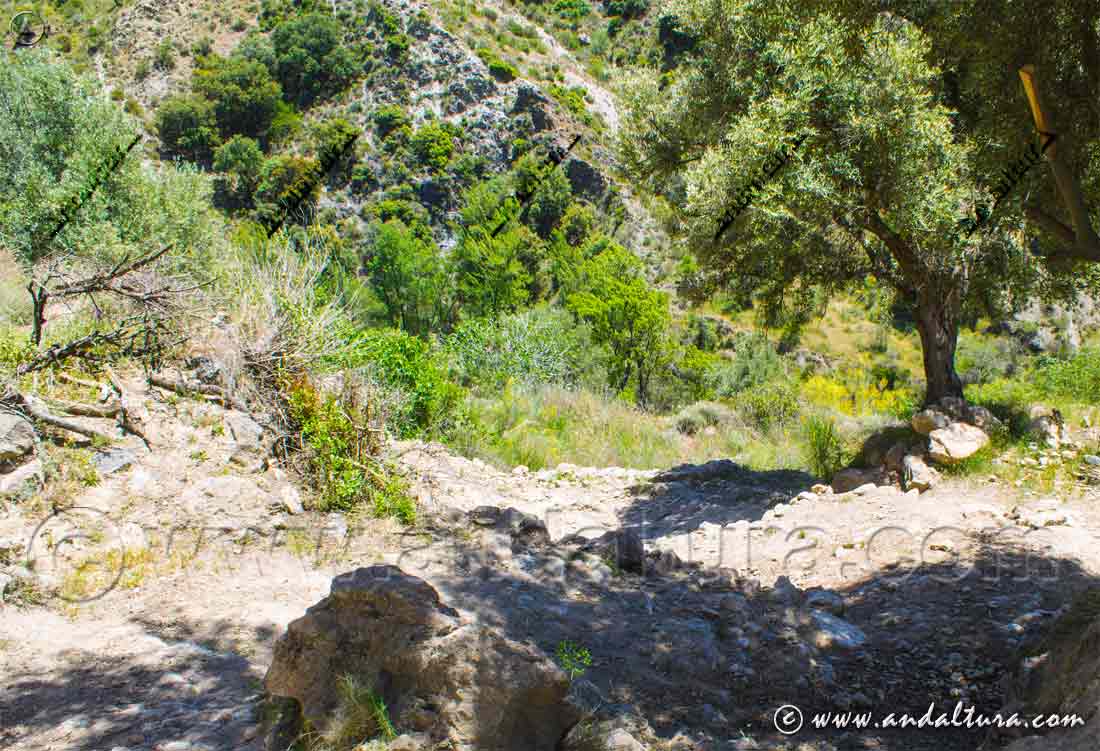 Vereda de la Ruta Medieval de la Alpujarra descendiendo a la Rambla de Nieles