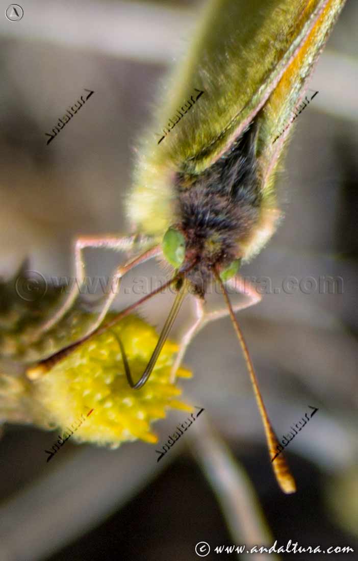 Detalle cabeza de Colias croceus - Amarilla