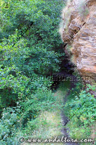 Arboleda en la Vereda de la Ruta Medieval de la Alpujarra PR A 299 por la Escarihuela del Portichuelo de Cástaras