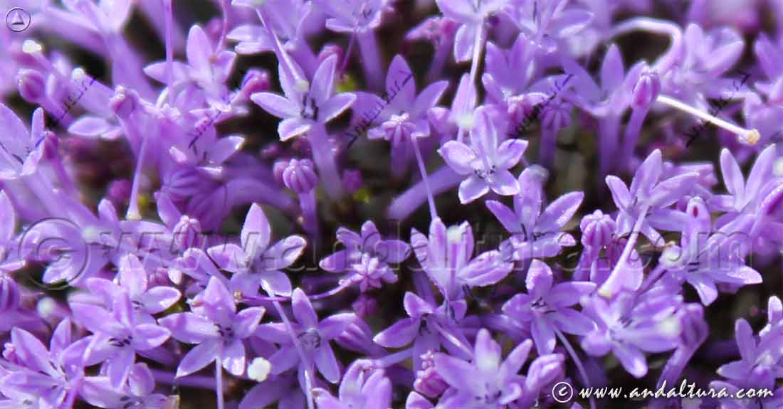 Detalle flores de Flor de la Viuda - Alfileres - Trachelium caeruleum