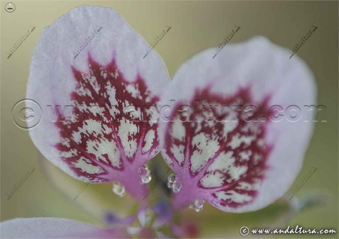 Detalle hojas de Erodium cazorlanum - Alfilerillos de Cazorla