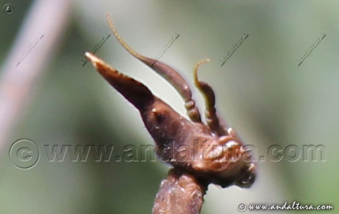 Detalle Mantis palo - Empusa pennata