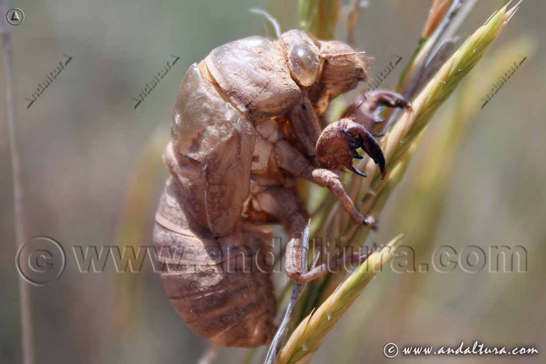 Muda de cigarra - Cicada orni - Fauna de Andalucía