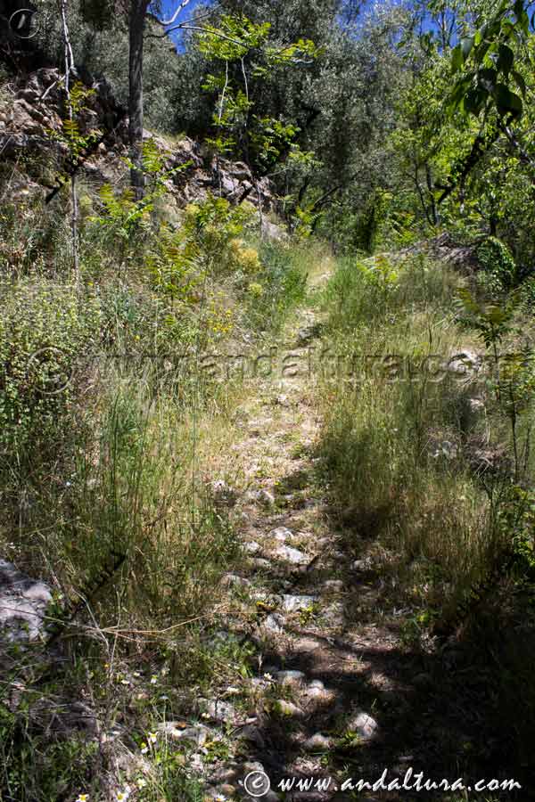 Vereda empedrada en el Caminillo Viejo - Ruta Medieval por la Alpujarra