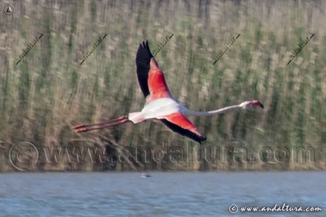 Flamenco en vuelo - Phoenicopterus roseus