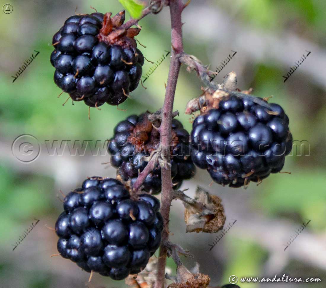Rubus ulmifolius - Moras silvestres - en la Ruta Medieval Alpujarra