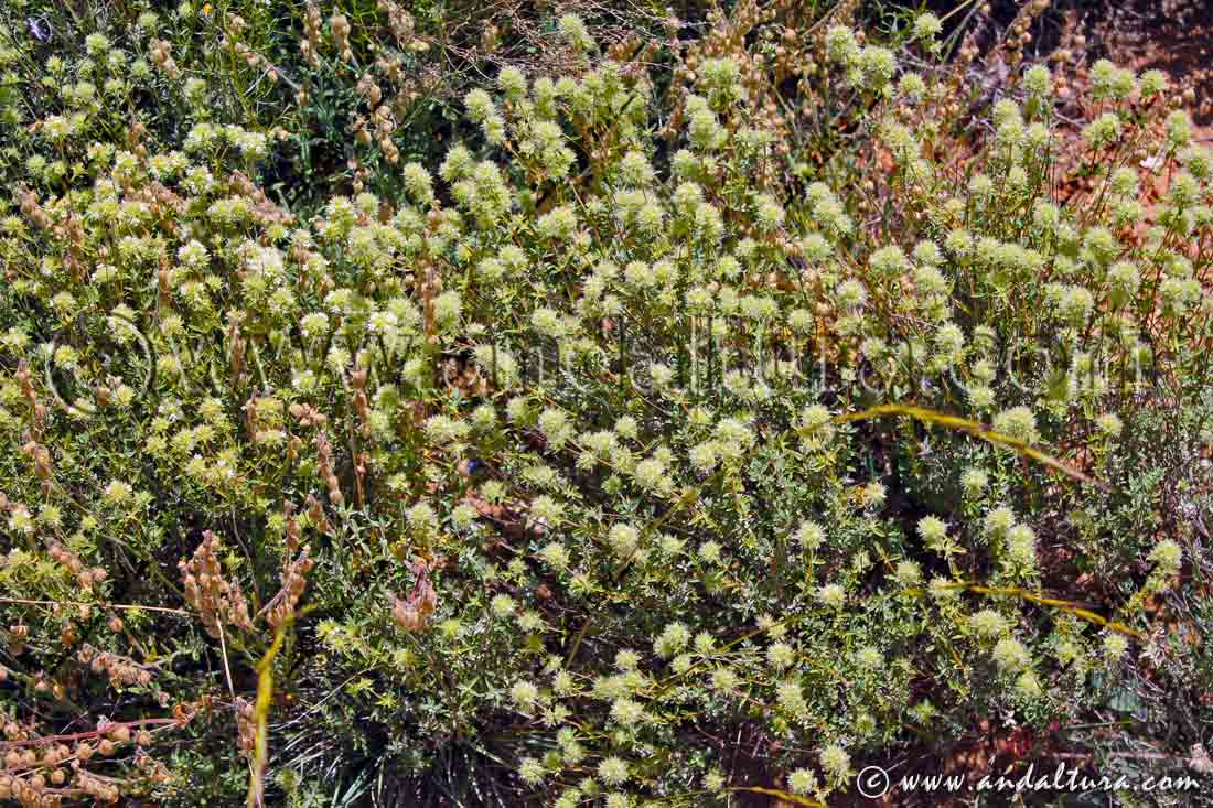 Planta Thymus mastichina - tomillo blanco - Almoradux - Mejorana fina