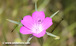 Clavelina - Agrostemma githago - en el Gran Recorrido GR 240 Sendero Sulayr