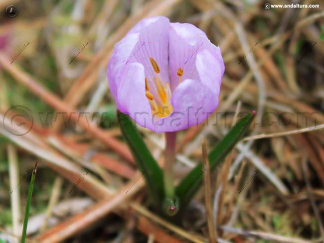 Colchico de primavera - Colchicum triphyllum - en el Gran Recorrido GR 240 Sendero Sulayr