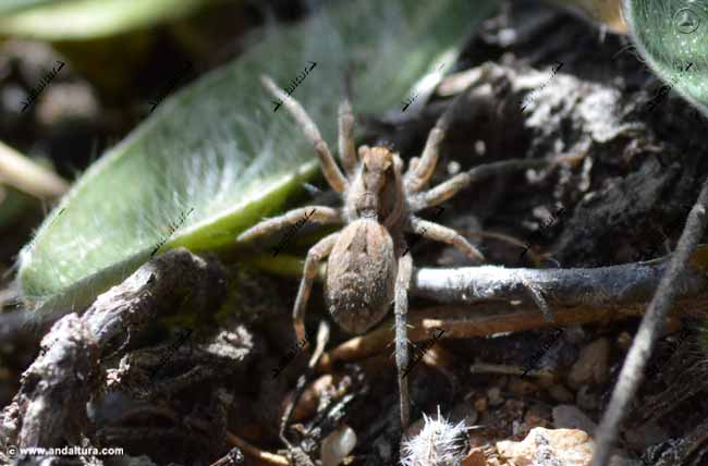 Cría de Araña Lobo - Lycosa tarantula - en el Gran Recorrido GR 240 Sendero Sulayr