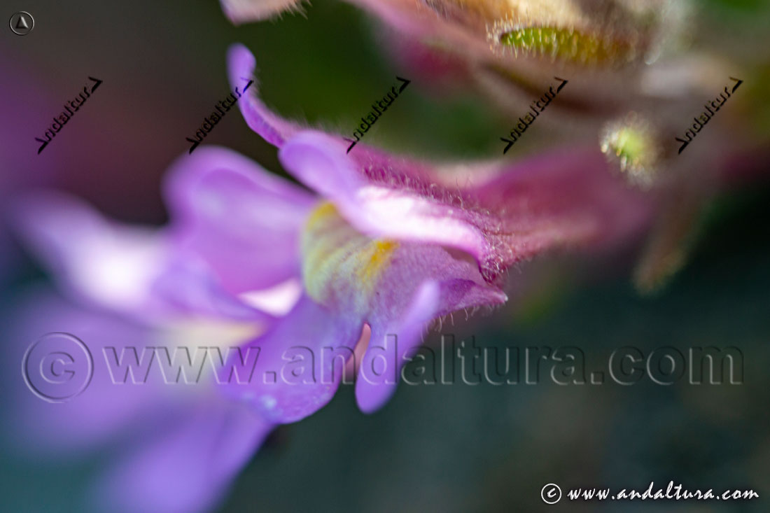 Detalle flor de Dragoncillo de Sierra Nevada