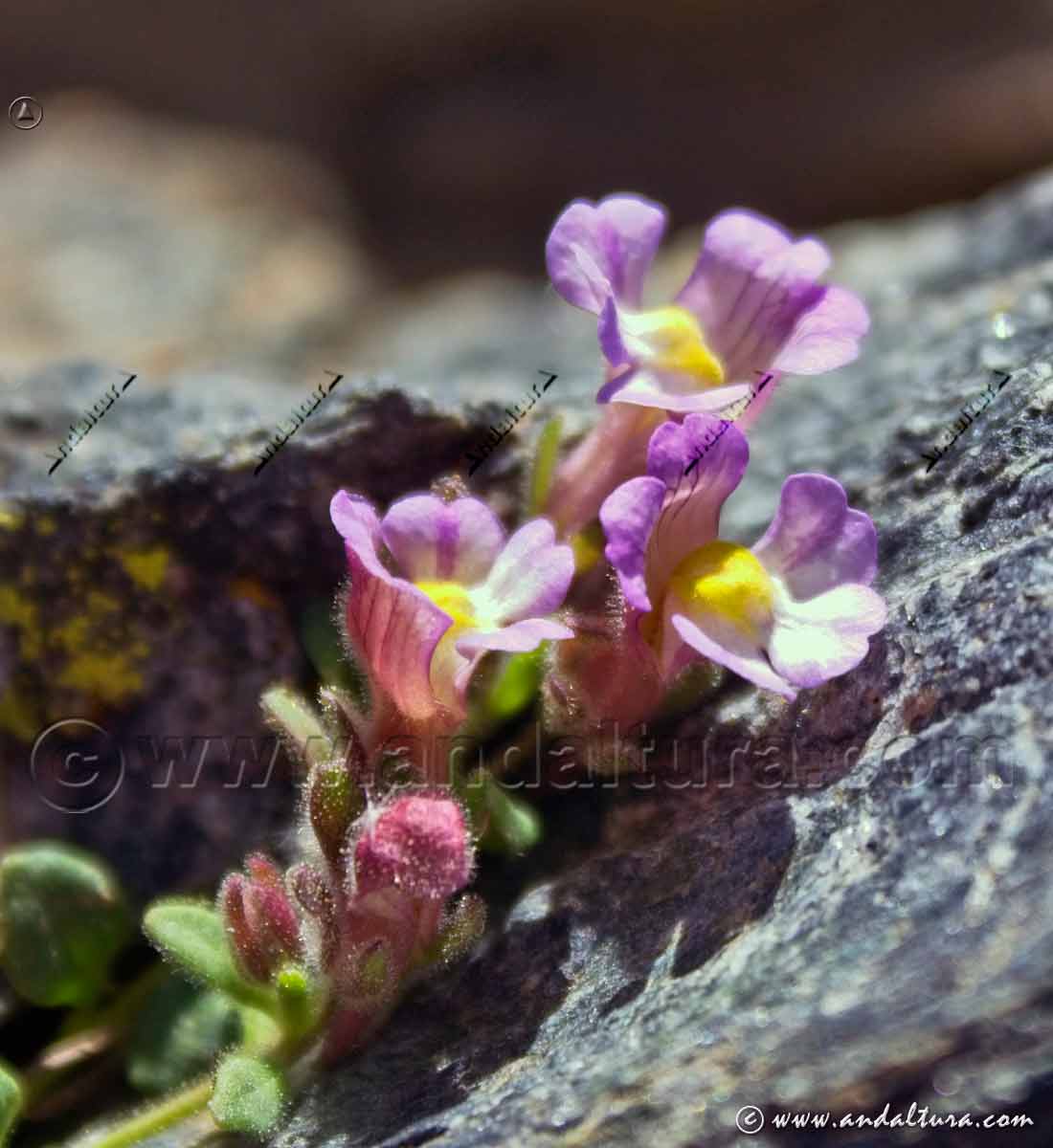 Detalle flores de Chaenorhinum glareosum