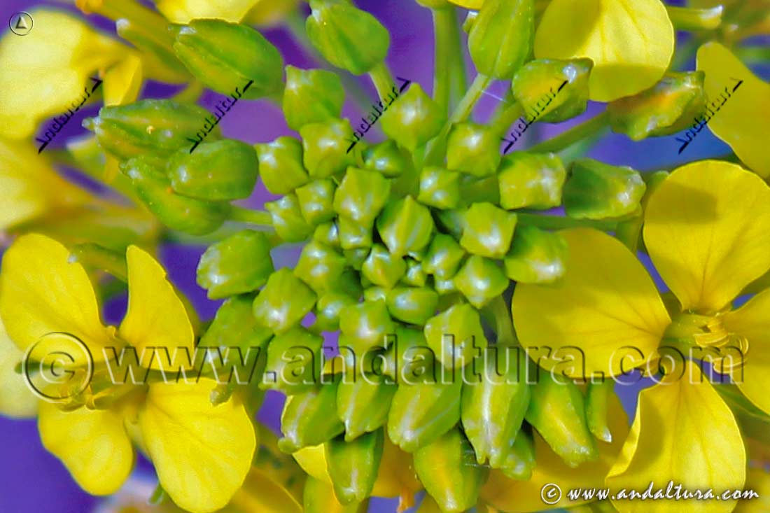 Detalle Flores de Mostaza silvestre - Sinapsis arvensis