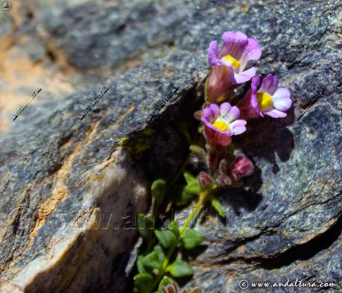 Flores en grieta de Chaenorhinum glareosum