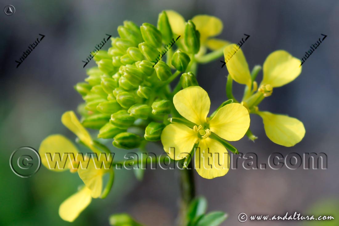 Flores de Mostaza silvestre - Sinapsis arvensis