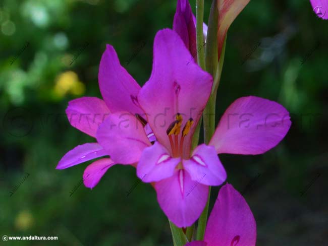 Gladiolo - Gladiolus illyricus koch - en el Gran Recorrido GR 240 Sendero Sulayr