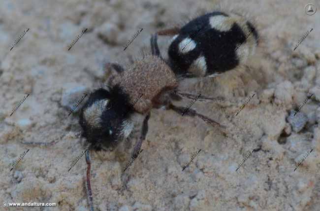 Hormiga araña - Ronisia barbarula - en el Gran Recorrido GR 240 Sendero Sulayr