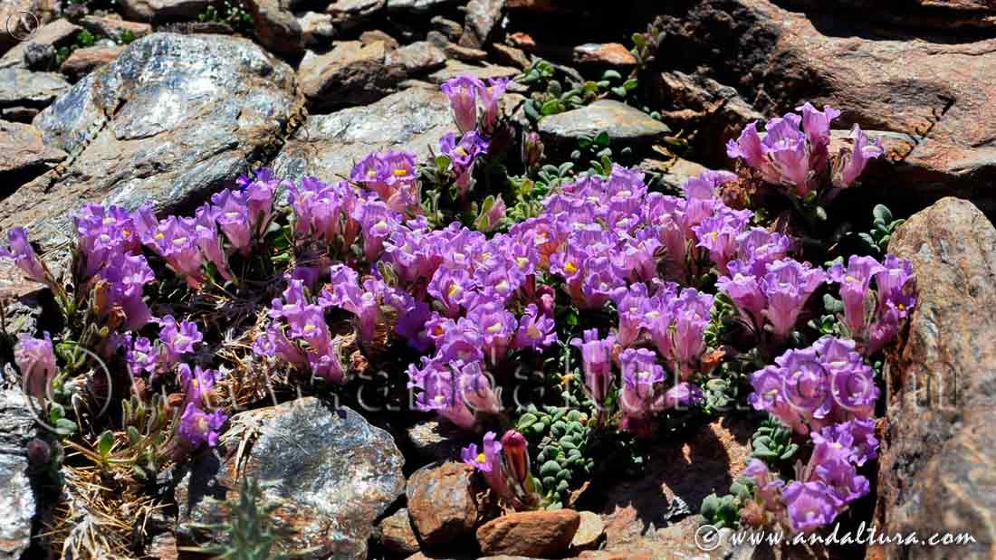 Planta de Chaenorhinum glareosum - Dragoncillos de Sierra Nevada