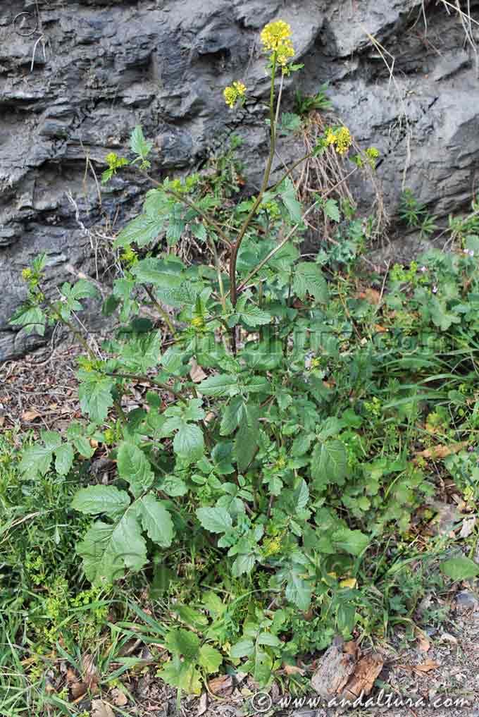 Planta de Mostaza silvestre - Sinapis arvensis