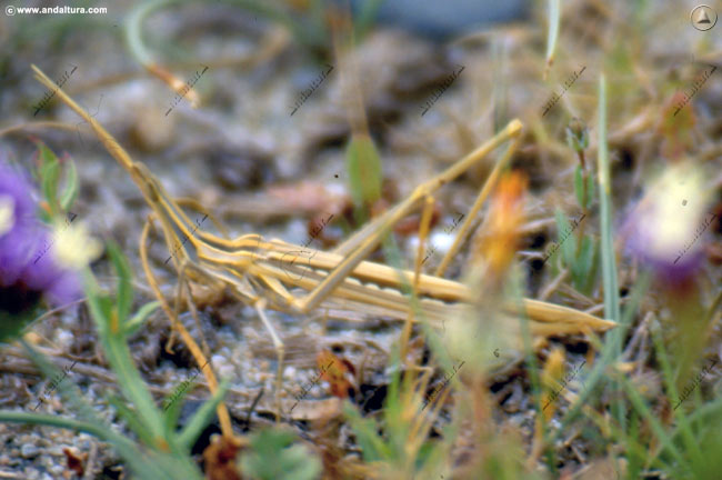 Saltamontes narigudo - Truxalis nasuta - en el Gran Recorrido GR 240 Sendero Sulayr