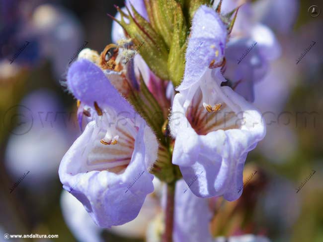 Salvia - Salvia rotundifolia - en el Gran Recorrido GR 240 Sendero Sulayr