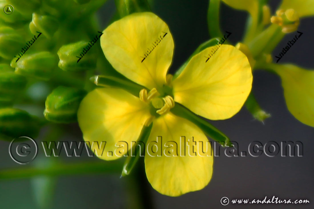 Flor de la Mostaza Silvestre - Sinapis arvensis -