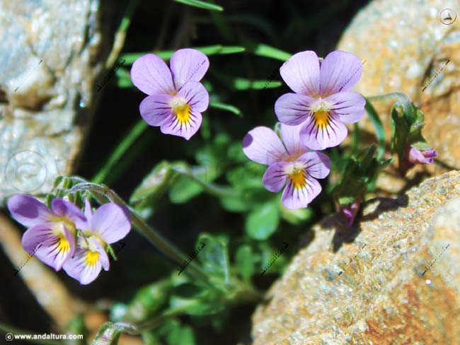 Violeta de Sierra Nevada - Viola crassiuscula