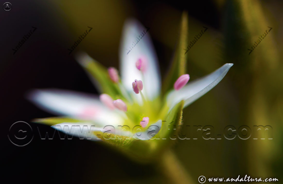Detalle de flor de Arenaria pungens - Diente de Perro