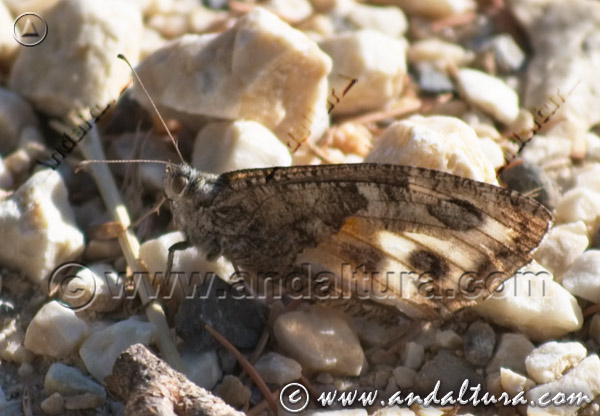 Fauna de Andalucía: Mariposa Banda acodada - Hipparchia alcyone -