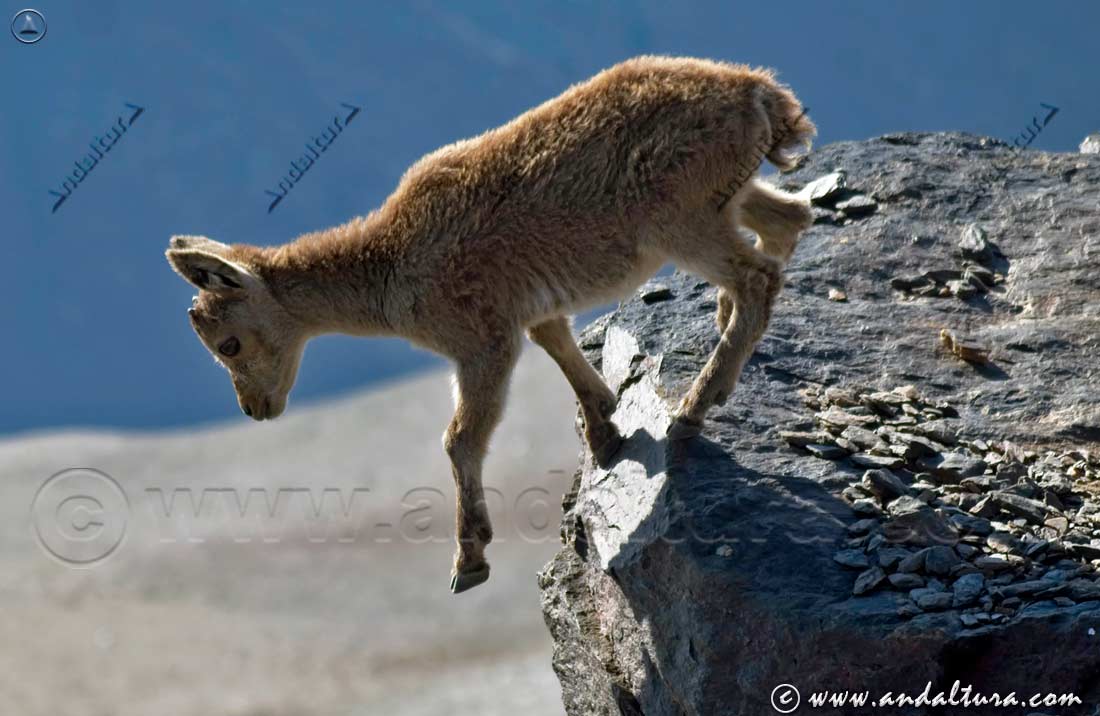 Voy: Cabra montés en Sierra Nevada