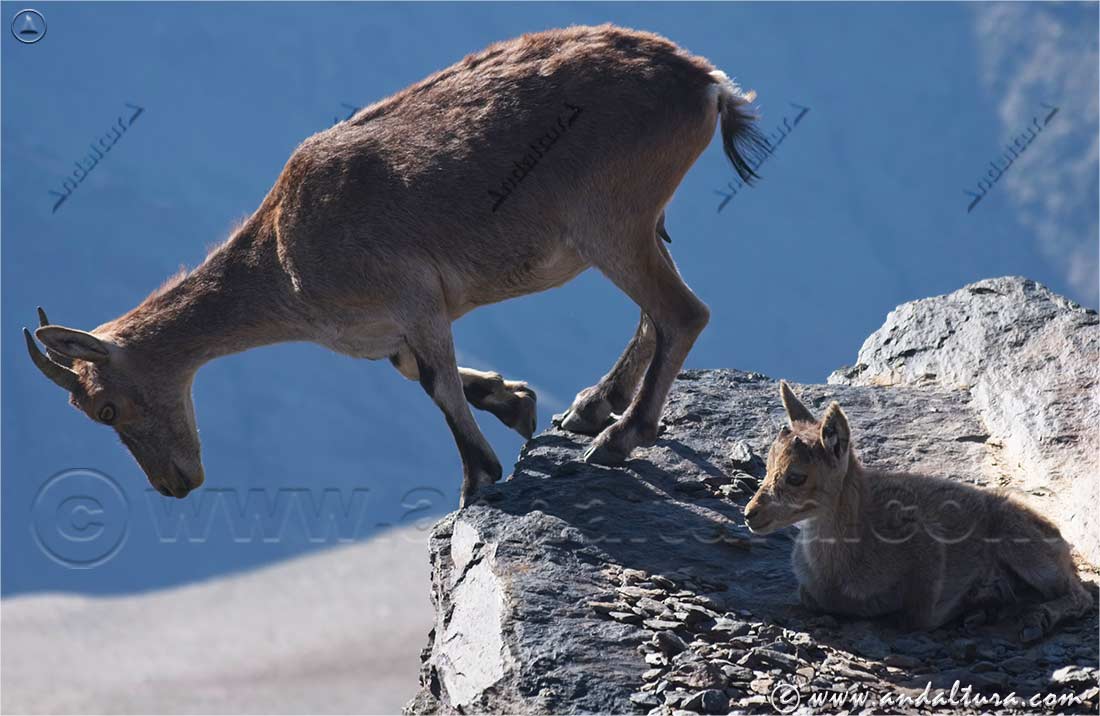 Sígueme: Cabra montesas en Sierra Nevada