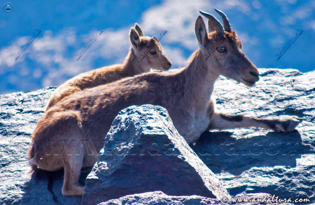 Cabras montesas en el Mulhacén - Parque Nacional de Sierra Nevada