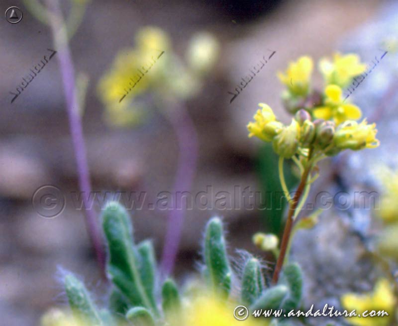 Detalle planta y hojas de Biscutella glacialis