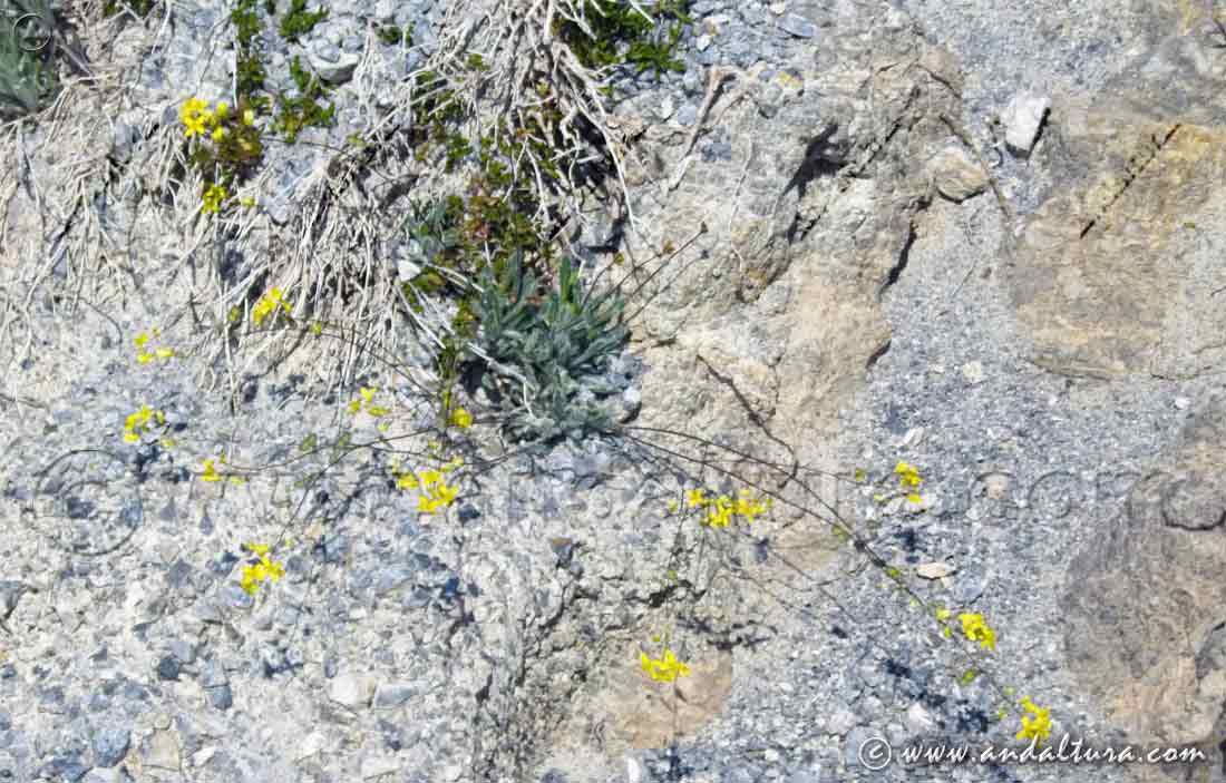 Flores y planta de Biscutella glacialis