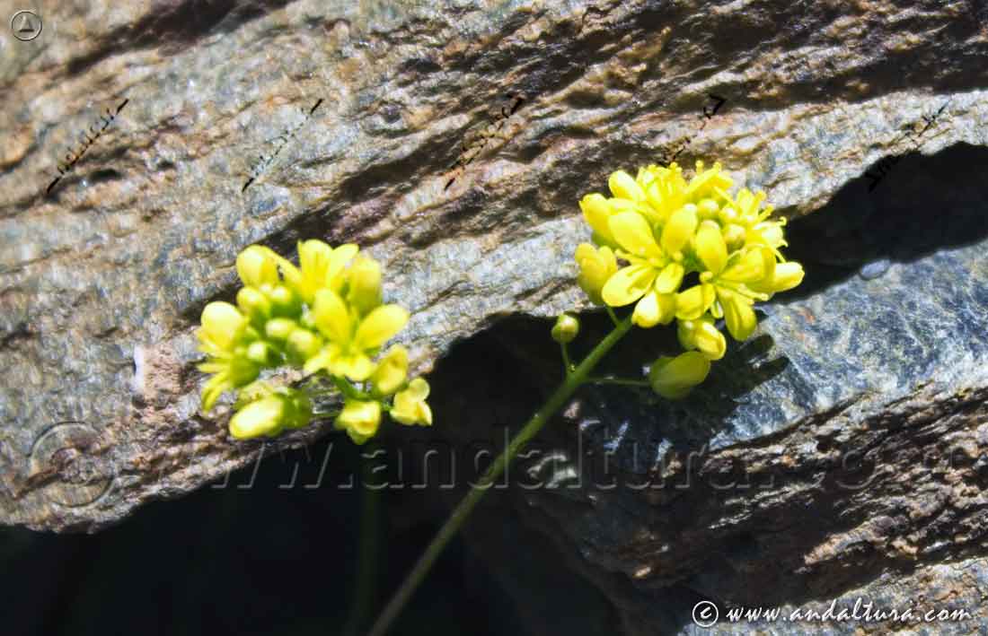 Grupo de flores de Hierba de los anteojos - Biscutella glacialis