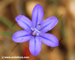 Junquillo de flor azul - Aphyllanthes monspeliensis - en el Gran Recorrido GR 240 Sendero Sulayr